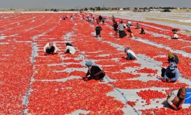 İtalyanların pizza sosu Diyarbakır'dan: Önce tuzlanıyor sonra 10 gün boyunca güneşin altında bekletiliyor...