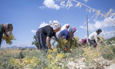 Türküler eşliğinde hasat: 355 dekar alanda ekiliyor...