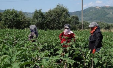 Orhangazi Ovası'nda hasat zamanı: Tarlada 10 kilosu lira....