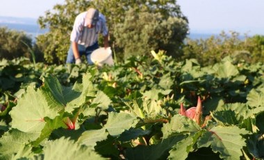 Tekirdağ'ın bir mahallesinde yetişiyor! Hasadı başladı: Kilosu 200 TL'den satılıyor...