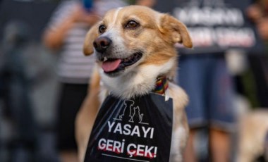 Sokak köpeklerine ötanazi teklifi görüşmeleri öncesinde Meclis’e ziyaretçi yasağı getirildi