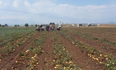 40 bin dekar alanda hasat zamanı: Kasım ayına kadar sürecek! Markette 4 katına satılıyor....