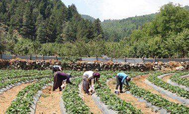 Amanos Dağları'nın eteklerinde yetişiyor! Depremzede kadınlar tarafından üretiliyor