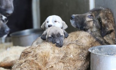 Sanatçılar Girişimi'nden çağrı: 'Köpek katliamı derhal durdurulmalı'