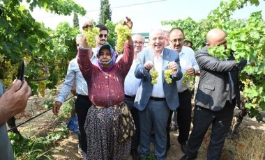 Denizli'de üzüm hasadı başladı: 250 bin ton rekolte bekleniyor...