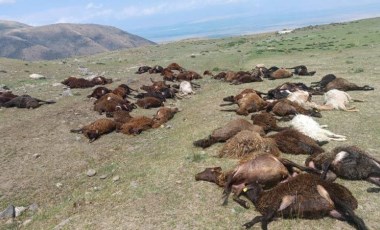 Iğdır'da yıldırım düştü: 70 hayvan öldü, bir kişi ağır yaralandı