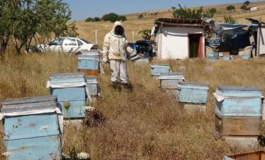 Bozok Yaylası’nda hasat bir ay erken başladı