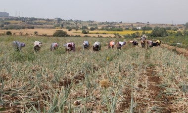 Tekirdağ'ın tescilli lezzetinde hasat başladı, eylül ayına kadar sürecek: 5 bin 430 ton rekolte bekleniyor!