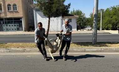 DEM Partili Silvan Belediyesi sokaklardan köpekleri toplamaya başladı!