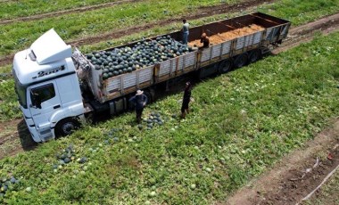 Adana'da yetişiyor, Avrupa sofralarını süslüyor