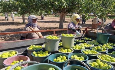 Buharkent’te hasat vakti erken geldi: Toptan ticaretinin yapıldığı tek nokta...