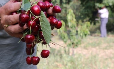 Eldivan kirazında 400 ton rekolte bekleniyor: 200 tonu sanayi, 200 tonu da sofralık!