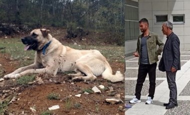 Köpeği öldürmekten 6 ay, sahibini yaralamaktan 6 yıl hapis cezası aldı