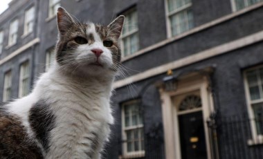 Fotoğraflarla: İngiltere'de Başbakanlık Ofisi'nin değişmeyen ismi kedi Larry