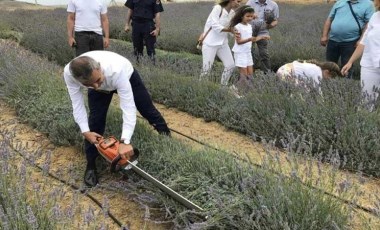 Paşalimanı Adası'nda hasat şenliği: 34 dönümlük alanda üretildi! Ekonomik ve ekolojik açıdan katkı sağlayacak...