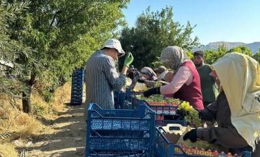 Manisa'da erkenci hasat başladı: Superiol cinsi bağda 50 TL...