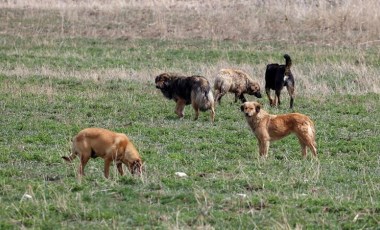 Ankara’da 15 köpek ölü bulundu