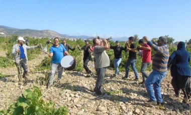 Gaziantep'te 'davullu zurnalı' üzüm hasadı