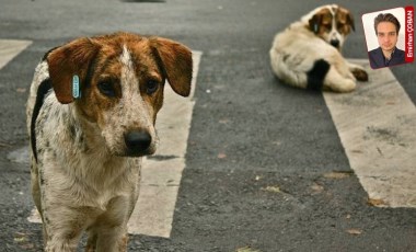 Sokak hayvanlarının öldürülmesine karşı bir proje de Mamak’tan: 'Yaşatmayı seçiyoruz'