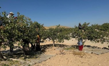 Şanlıurfa'da 'yeşil altın' hasadı başladı: Tarlada 200 TL'ye satılıyor