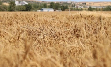 Sivas buğday hasadında dünyaya meydan okudu: 1 milyon ton rekolte bekleniyor