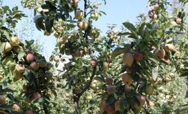 Erzincan Ovası'nda hasat yüzleri güldürdü