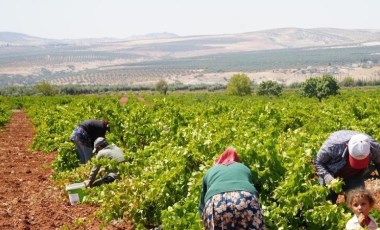 Sınırın sıfır noktasında hasat başladı: Tarlada 16, markette 40 TL