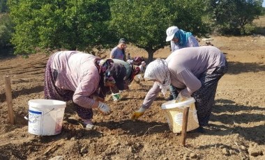 Dünyanın en pahalı baharatı Karabük'te ekildi: 250 bin TL