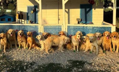 İngiltere'de bir yardım kuruluşu Türkiye'deki sokak köpekleri için 'kurtarma projesi' yürütüyor