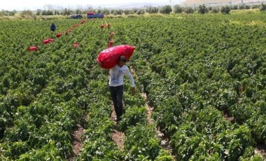 Hatay'da hasat başladı: 52 bin rekolte bekleniyor