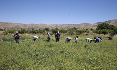 Tek tek elle toplanıyor: Mardin'de hummalı hasat mesaisi