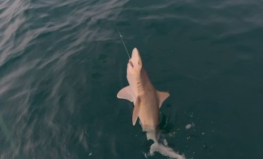 Oltasına yavru köpek balığı takıldı