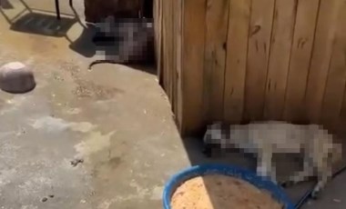 Ankara'da 5 köpek ölü bulundu!