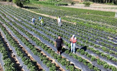 Pamukova'da hasat başladı: 1000 rakımdaki tarlada müşteriler elleriyle topluyorlar