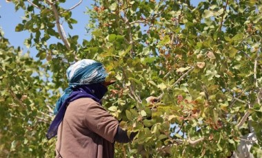 Diyarbakır'da hasat başladı: Ağaç başına 10 kilo