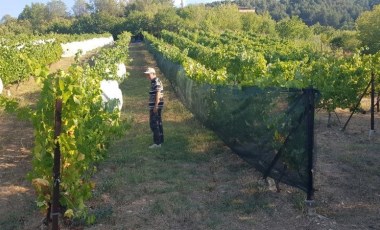 Safranbolu'nun coğrafi işaretli lezzetinde hasat 1 ay önceden başladı!