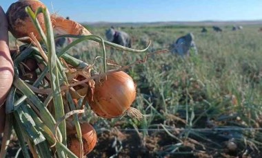 Soğan hasadına başlayan çiftçi tepkili: Çiftçinin anası da babası da dedesi de yedi sülalesi de ağlıyor