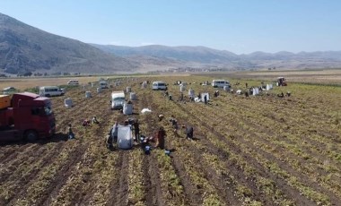 Şuhut'ta hasat başladı: Günlük yevmiye 1000 TL