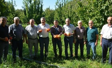 Nazilli'de geççi domates hasadı başladı:  275 dekar alanda ekildi