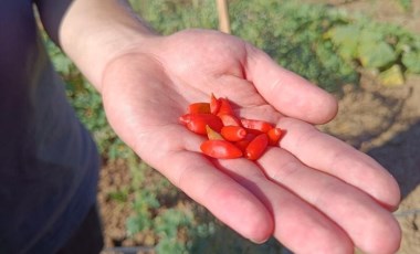 Faydaları saymakla bitmiyor: Bilecik'te ilk kez ekildi