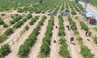 Hassa üzümünde hasat vakti: 49 bin dekar alanda yetişiyor