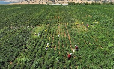 Kahramanmaraş'ta hasat dönemi başladı: Yıllık 30 bin ton üretim