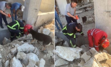 Anne köpek yavruları kurtarılırken başlarından ayrılmadı