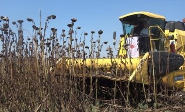 Osmaniye'de hasat başladı: 90 bin hektar alana alternatif ürün olarak ekildi, 500 çiftçi tarafından üretiliyor!