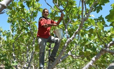 Antalya'da hasat başladı: Bahçeden çıkış fiyatı 100 TL