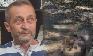 Kütahya Domaniç'te köpek katliamı! Sulama havuzunda ölü bulundular: 'Adeta evladımı kaybetmiş gibi hissediyorum'