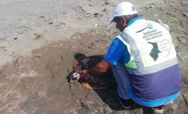 Hatay'da sahilde yaralı caretta caretta bulundu