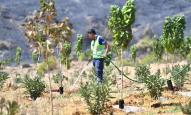 Yangınlardan etkilenen ağaçlar tedavi edilecek