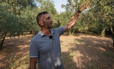 Balıkesir’de, 80 bin zeytin ağacı suyla buluştu