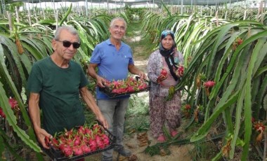 Silifke'nin tropik meyvesinde hasat başladı: Kilosu 120 TL'den satılıyor